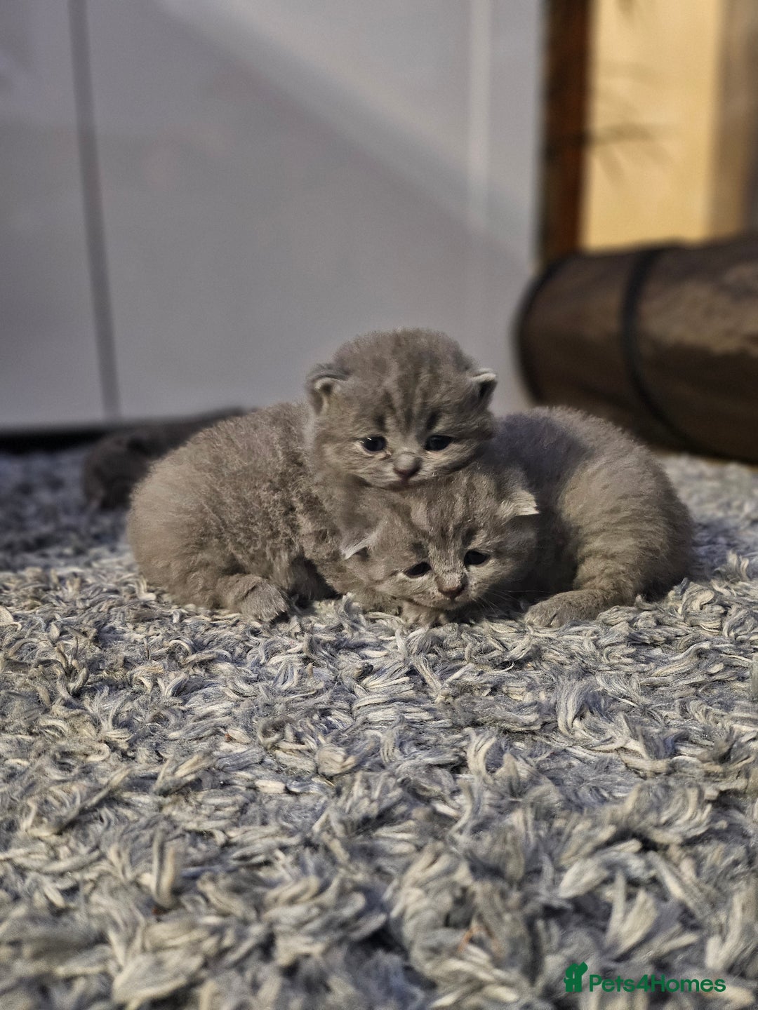 British Shorthair cats for sale: Beautiful British blue kittens  - Image 5