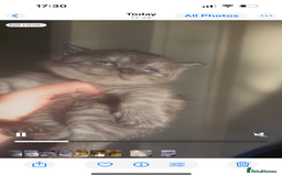 British Shorthair cats for sale: Beautiful bsh kittens looking for forever homes  - Image 6