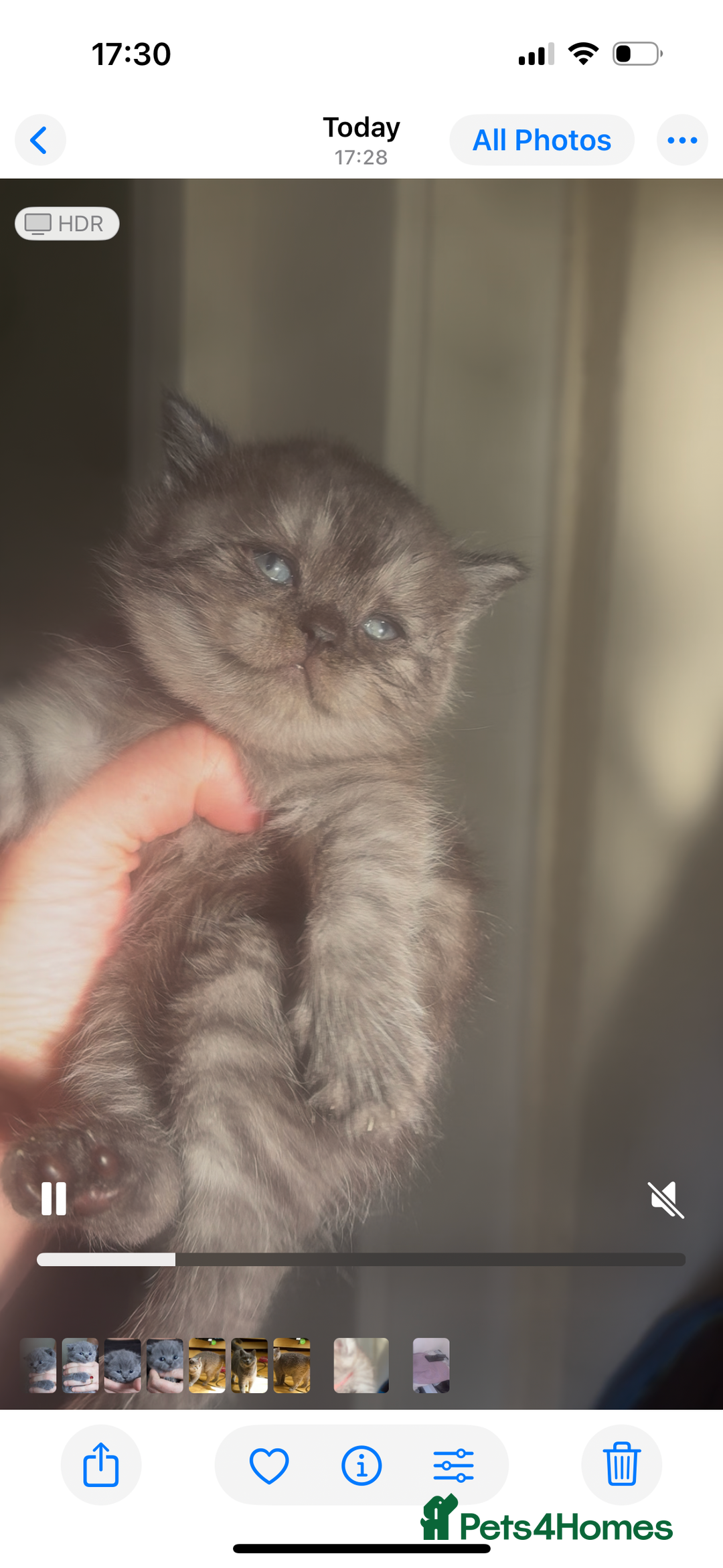 British Shorthair cats for sale: Beautiful bsh kittens looking for forever homes  - Image 6