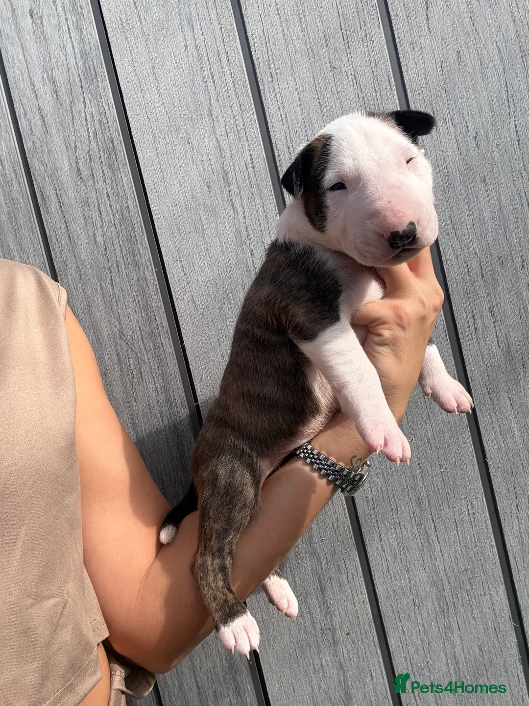 English Bull Terrier dogs for sale: KC REG English Bull Terrier puppies 🐶 - Advert 25