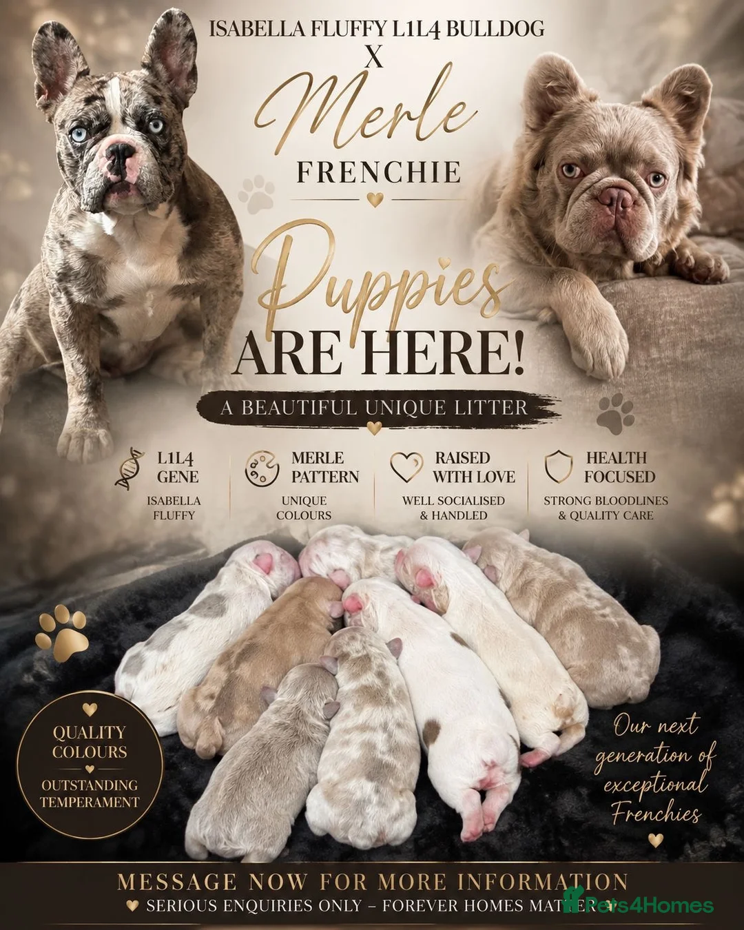 French Bulldog dogs for sale: French Bulldogs Puppies  in Coventry - Advert 1