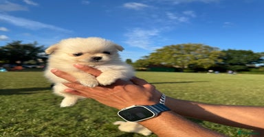 Mixed Breed dogs - Advert 4