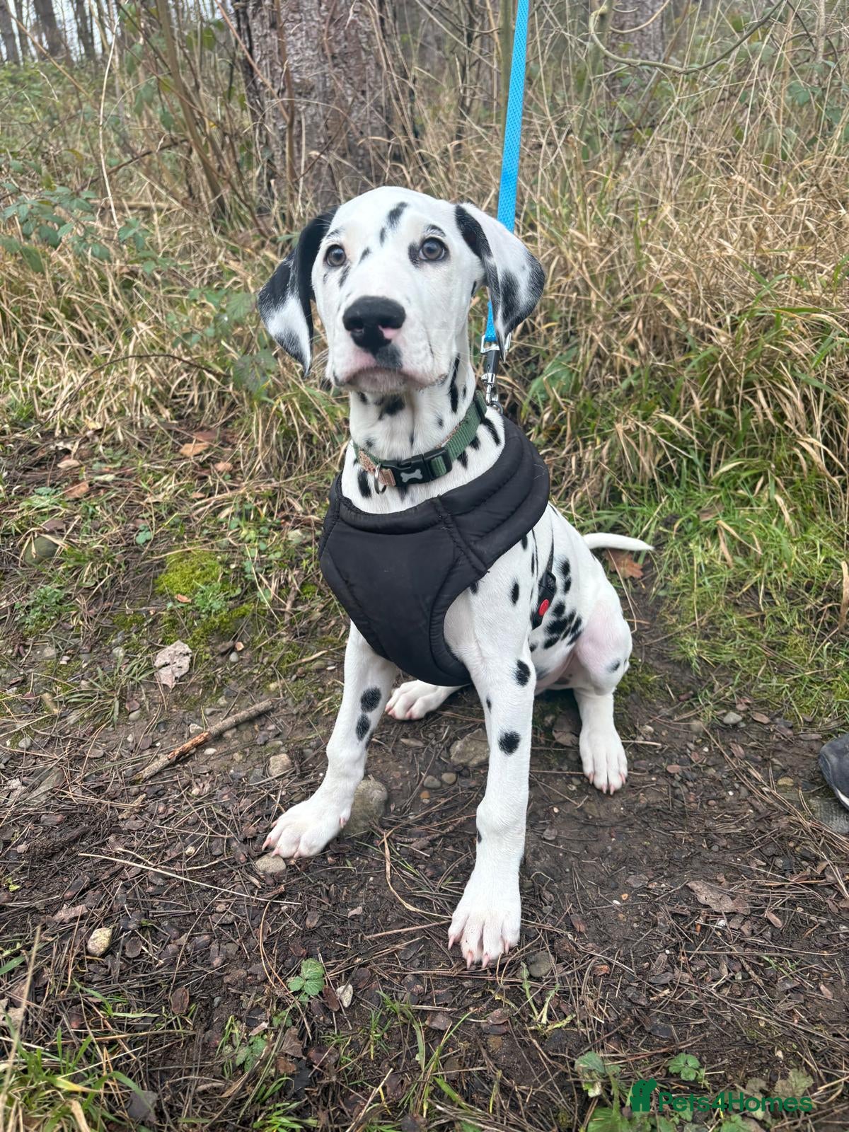 Dalmatian dogs Dalmatian puppy *Last Boy* read advert fully  - Advert 4