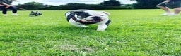 English Bulldog dogs for sale: English bulldog needs rehoming  in Birmingham - Advert 3