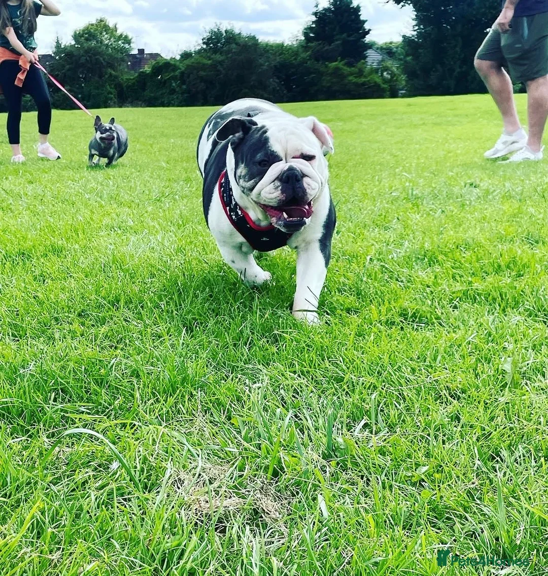 English Bulldog dogs for sale: English bulldog needs rehoming  in Birmingham - Advert 3