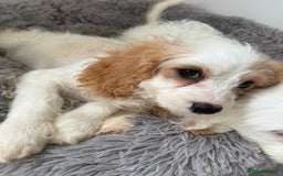 Cavapoo dogs for sale: F1 apricot and white health tested Cavapoo puppies - Image 9
