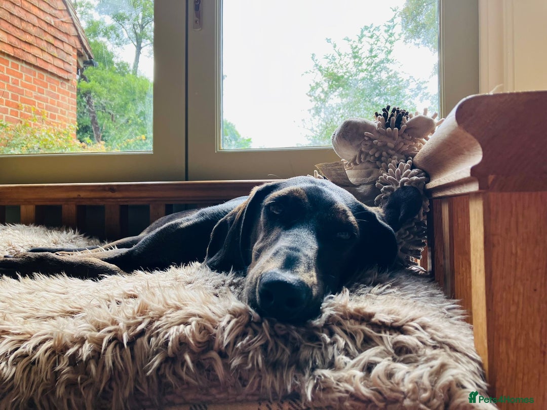 Mixed Breed dogs for adoption: Chief hound X special boy  - Image 2