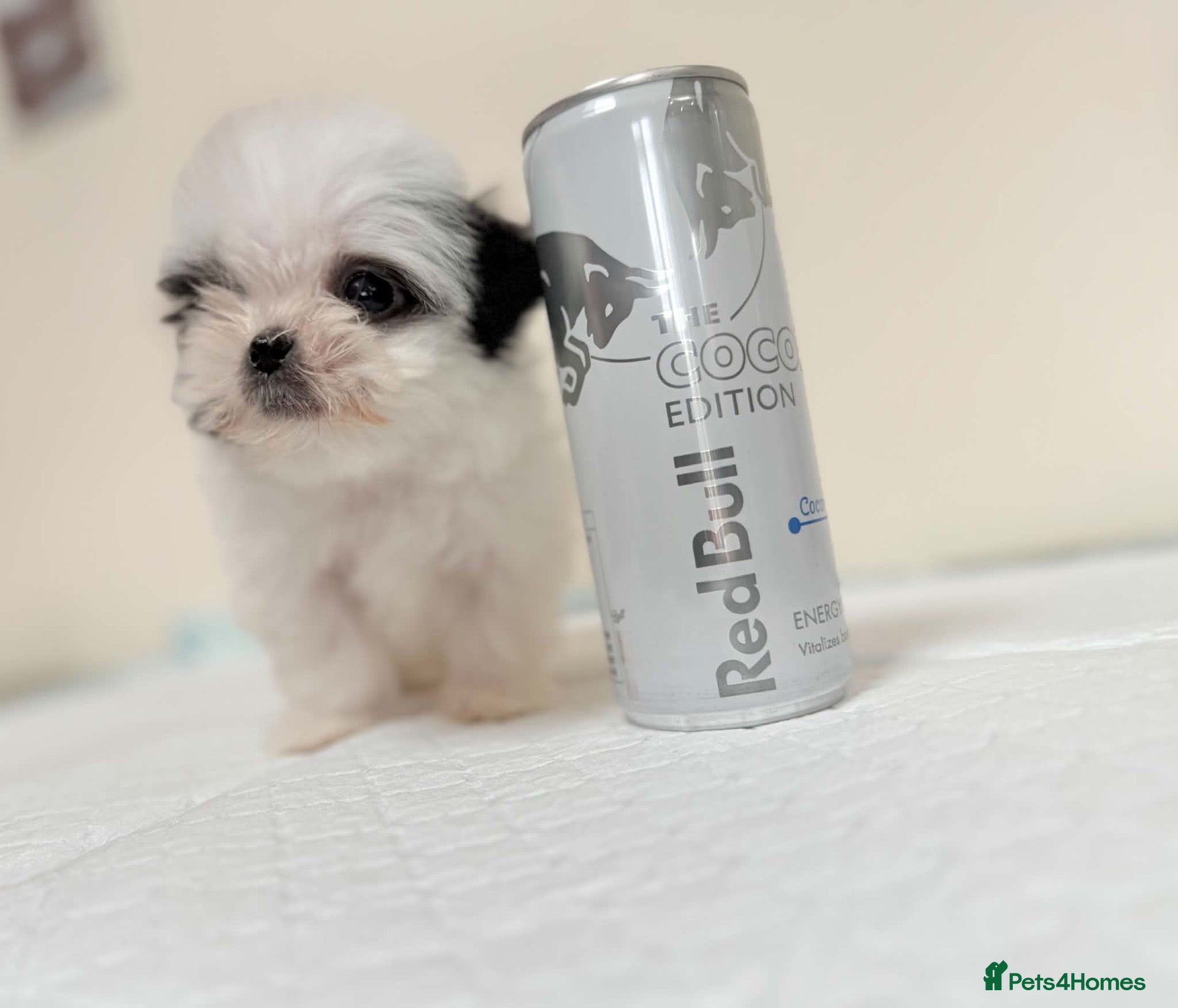 Malshi dogs RARE TINY MALSHI – A LITTLE PRINCESS!  - Advert 1