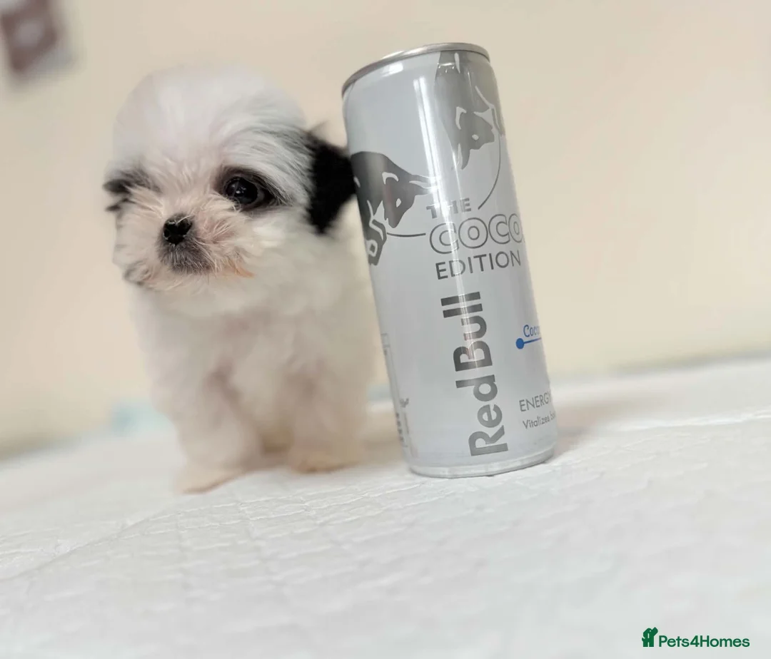 Malshi dogs for sale: RARE TINY MALSHI – A LITTLE PRINCESS!  - Advert 1