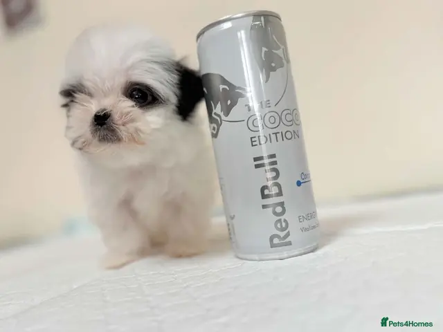 Malshi dogs RARE TINY MALSHI – A LITTLE PRINCESS! - Advert 1