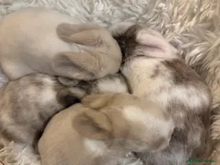 Mini Lop rabbits Gorgeous Mini Lops - Advert 3