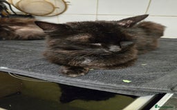 Mixed Breed cats for sale: 3 boys kittens  - Image 4