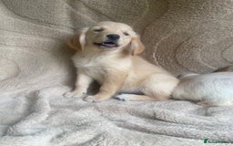 Golden Retriever dogs for sale: Golden retrievers - Image 3