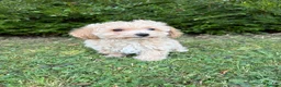 Poochon dogs for sale: Gorgeous F1 Poochon puppies - Advert 12