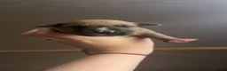 Mixed Breed dogs for sale: Presa Canario × Staffordshire Bull Terrier Puppies in Wrexham - Advert 9