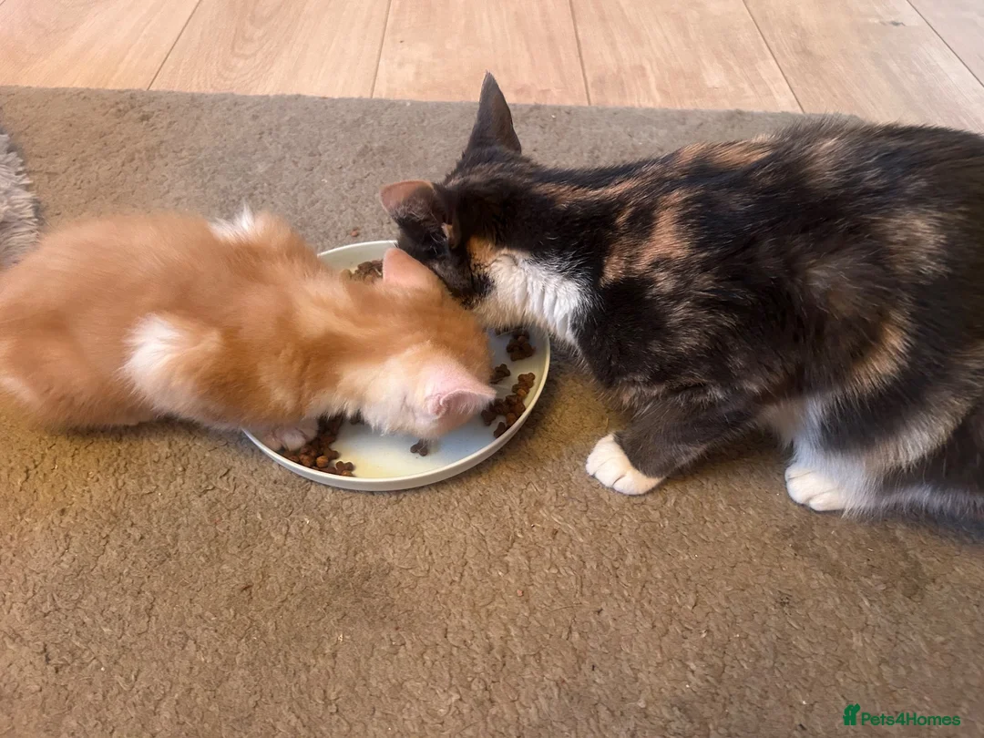 Mixed Breed cats for sale: Beautiful Ginger boy available for good home  - Advert 1