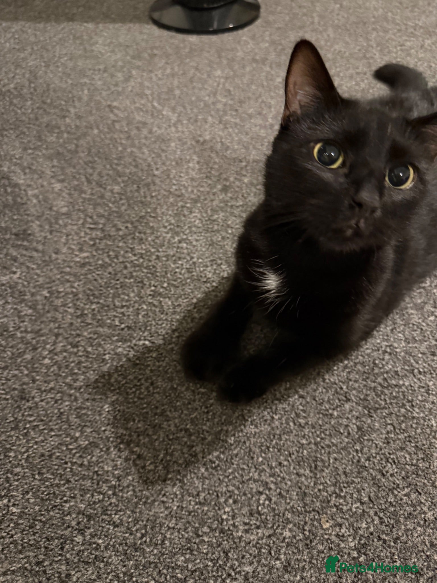 Bombay cats Bombay mix female for sale - Advert 3