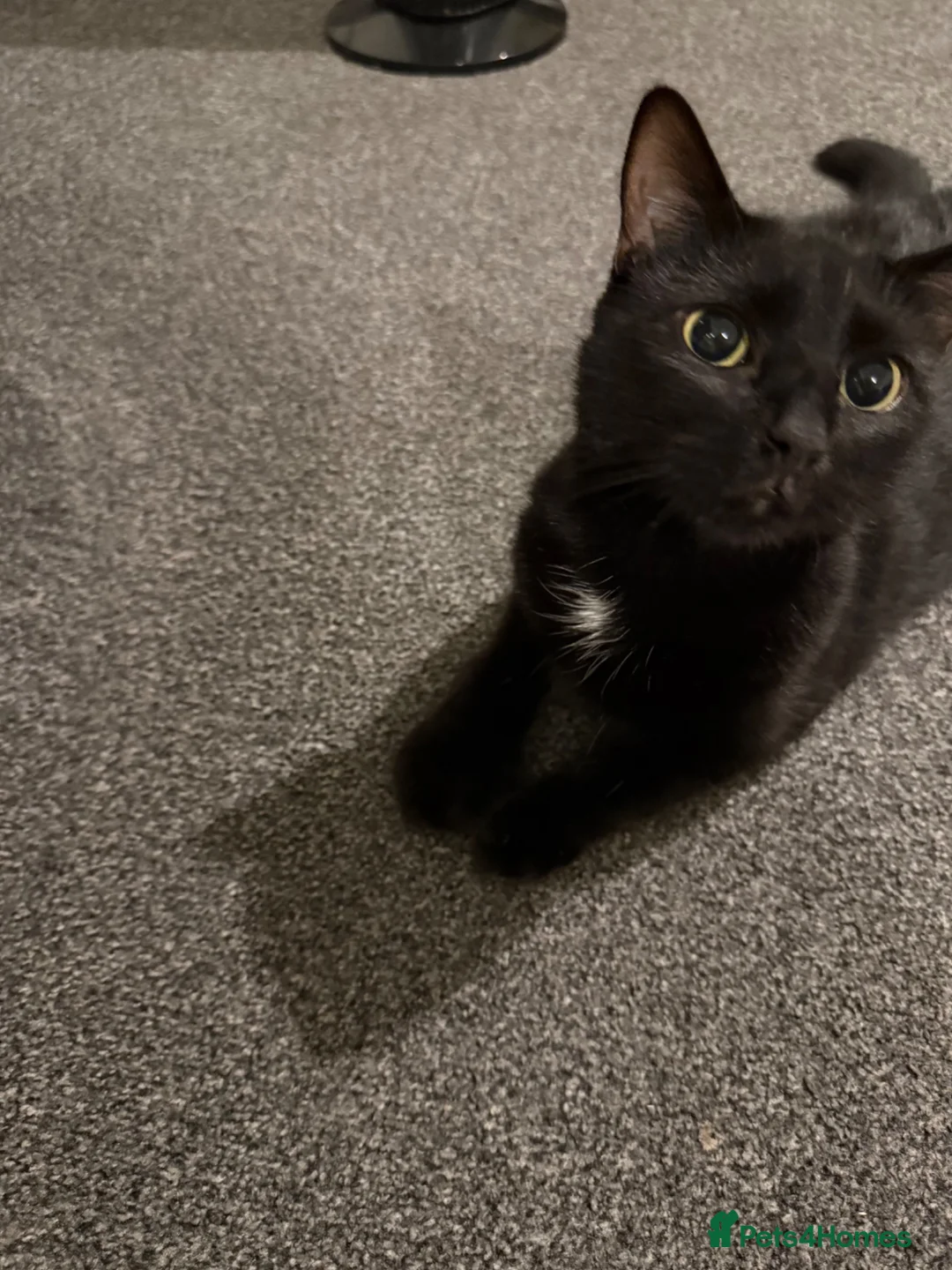 Bombay cats for sale: Bombay mix female for sale - Advert 1