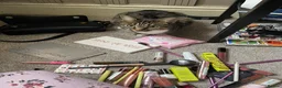 Domestic Shorthair cats for sale: Loving calm Tabby cat - Advert 7