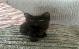Mixed Breed cats for sale: 2 adorable kittens for sale  - Image 6