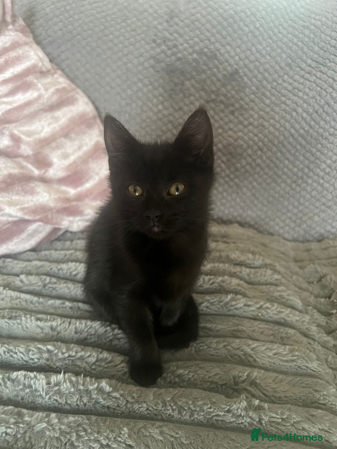 Mixed Breed cats for sale: 2 adorable kittens for sale  - Image 6