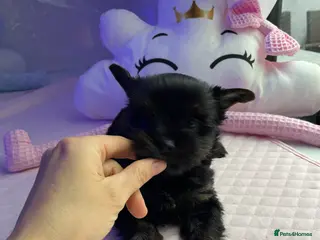 Yorkshire Terrier dogs pure breed yorkshire terrier - Advert 18