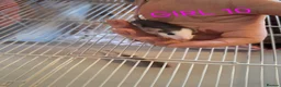 Rat rodents for sale: Baby male and female dumbos and rex rats  - Advert 10