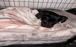 Mixed Breed dogs for sale: Beautiful girl for rehoming. - Image 2