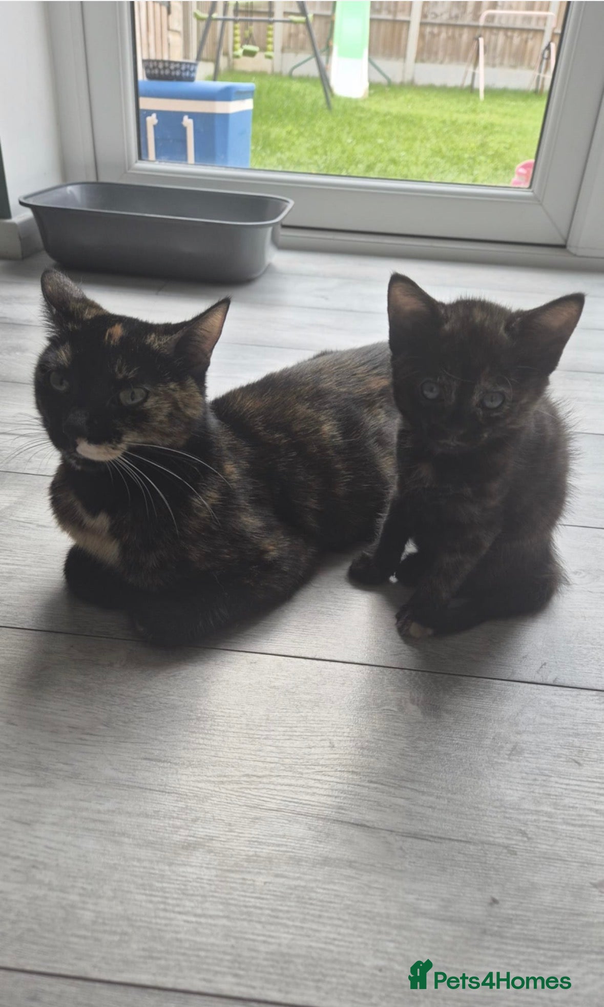 Mixed Breed cats Tortie kitten  - Advert 6