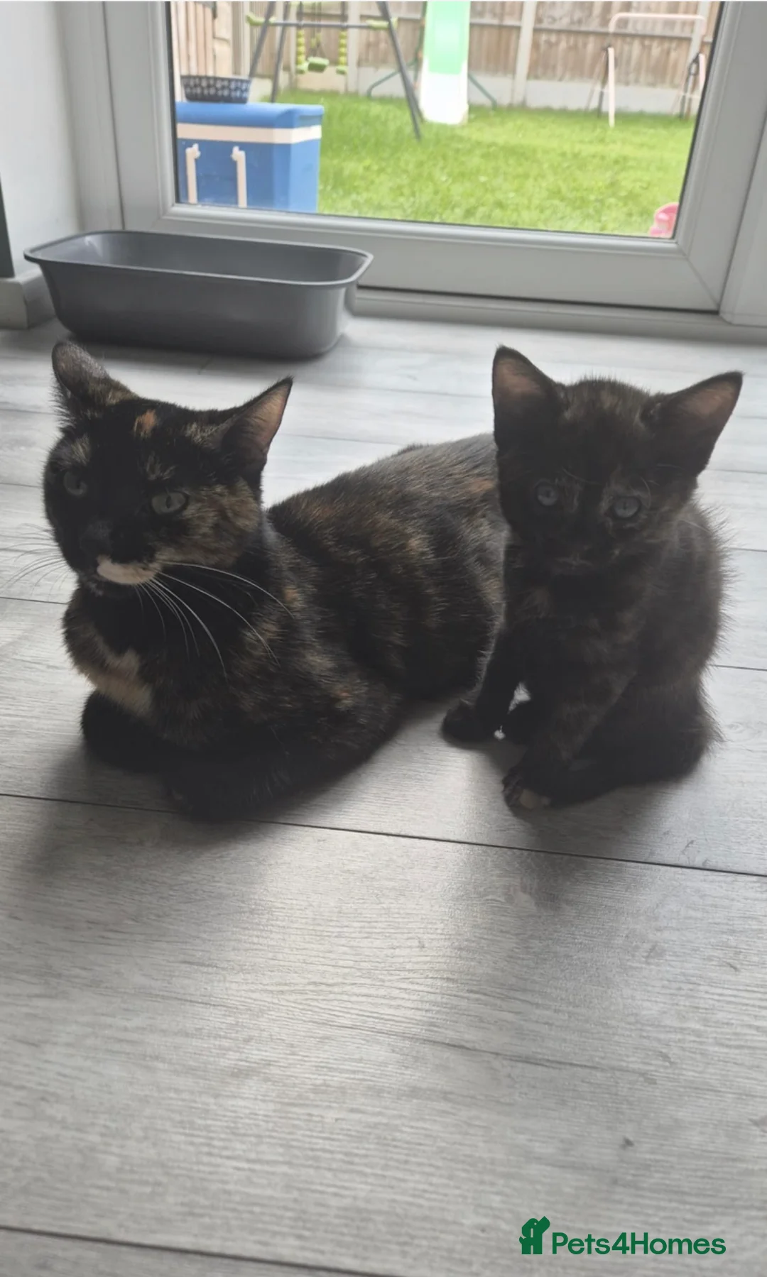 Mixed Breed cats for sale: Tortie kitten  - Advert 1