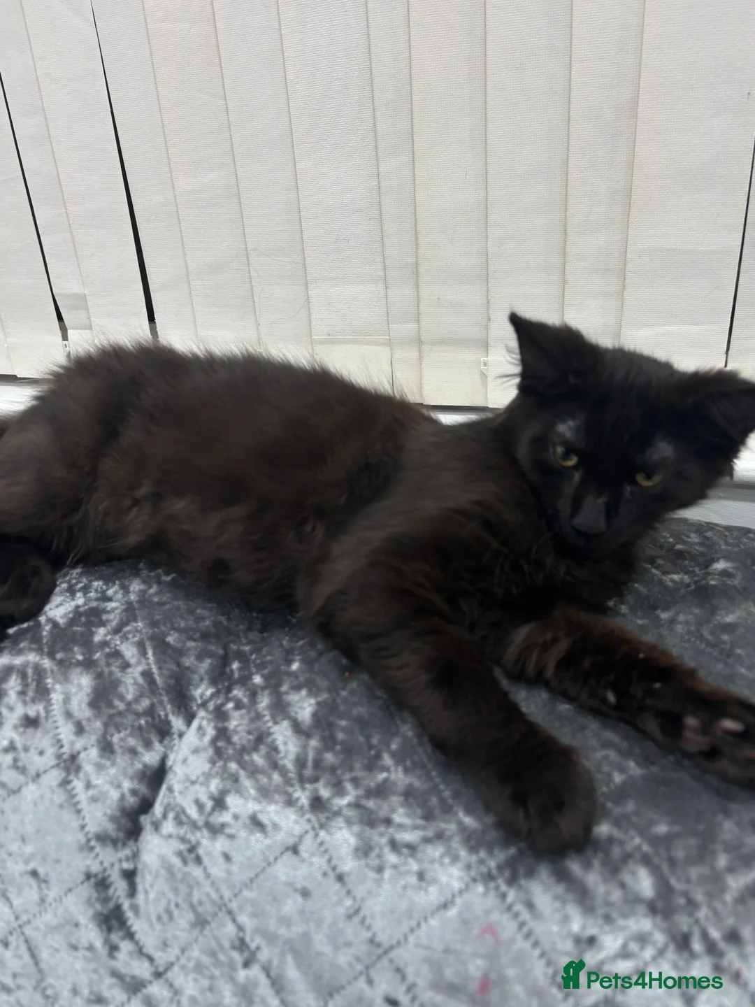 Mixed Breed cats for sale: Maine coone mixed breed - Advert 6