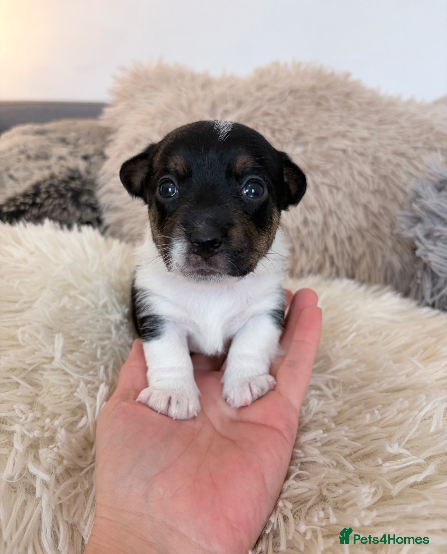 Jack Russell dogs for sale: Miniature Jack Russell Puppies  - Advert 15