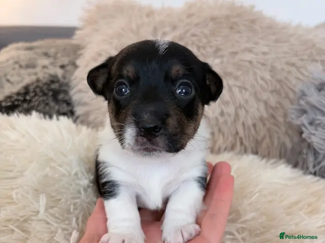 Jack Russell dogs for sale: Miniature Jack Russell Puppies - Advert 15