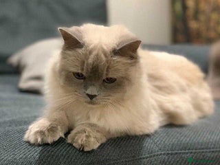Ragdoll cats for sale: Beautifull Adult Ragdoll Lady Look for Loving Home - Advert 1