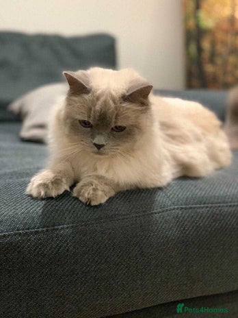Ragdoll cats Beautifull Adult Ragdoll Lady Look for Loving Home - Advert 5