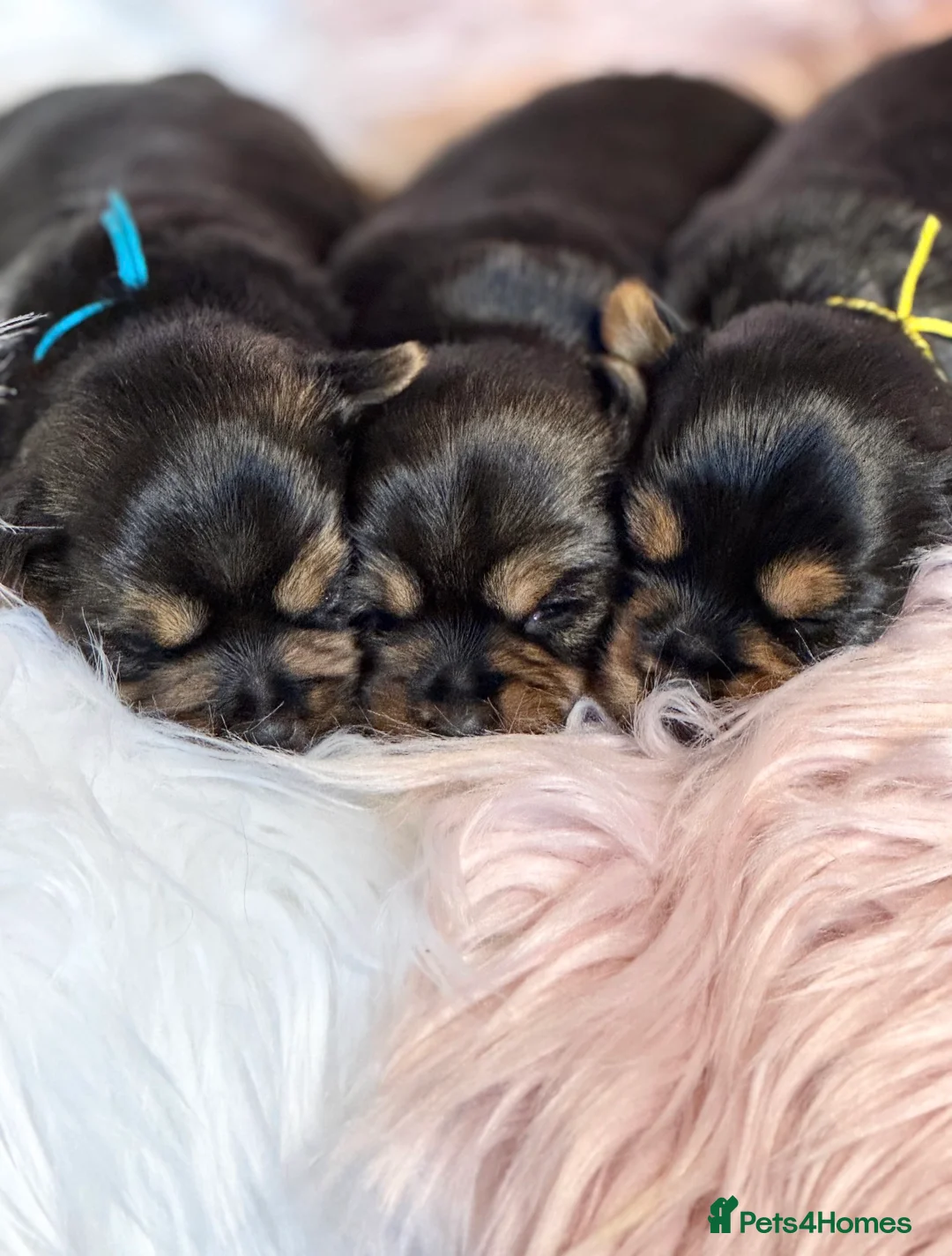 Yorkshire Terrier dogs for sale: KC REG Yorkshire Terrier Puppies - Advert 5