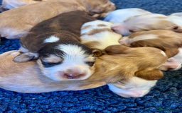 Cocker Spaniel dogs for sale: 4⭐️Licensed KC Reg English Show Cocker Spaniel - Image 31