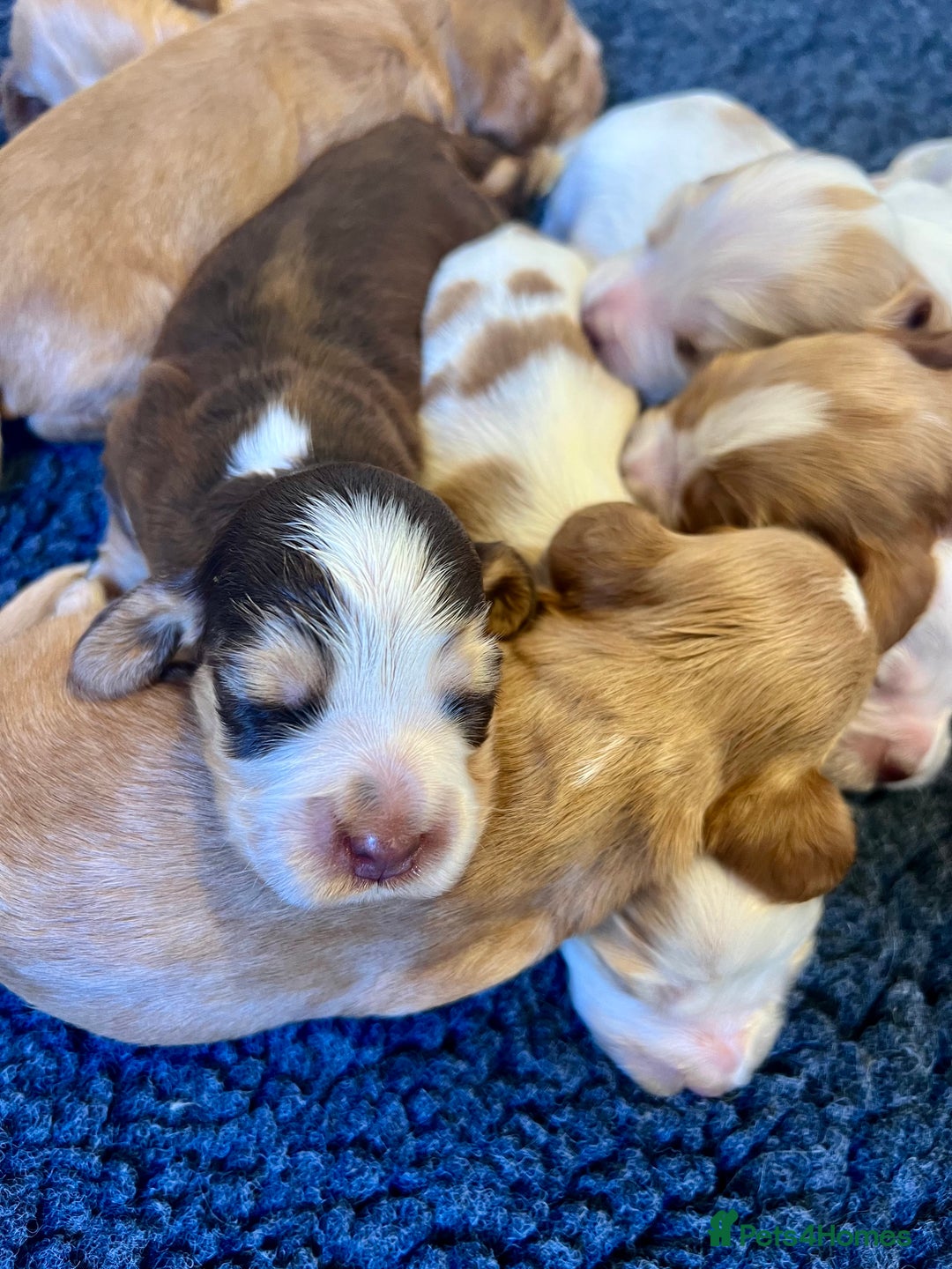 Cocker Spaniel dogs for sale: 4⭐️Licensed KC Reg English Show Cocker Spaniel - Image 31