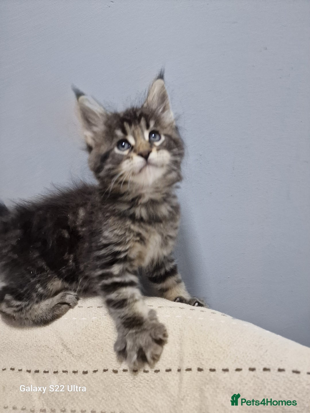 Maine Coon cats for sale: Pure Makne coon - Advert 4