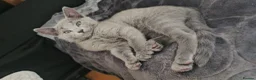 Russian Blue cats for sale: READY! TICA pedigree RUSSIAN BLUE stunning kittens - Advert 2