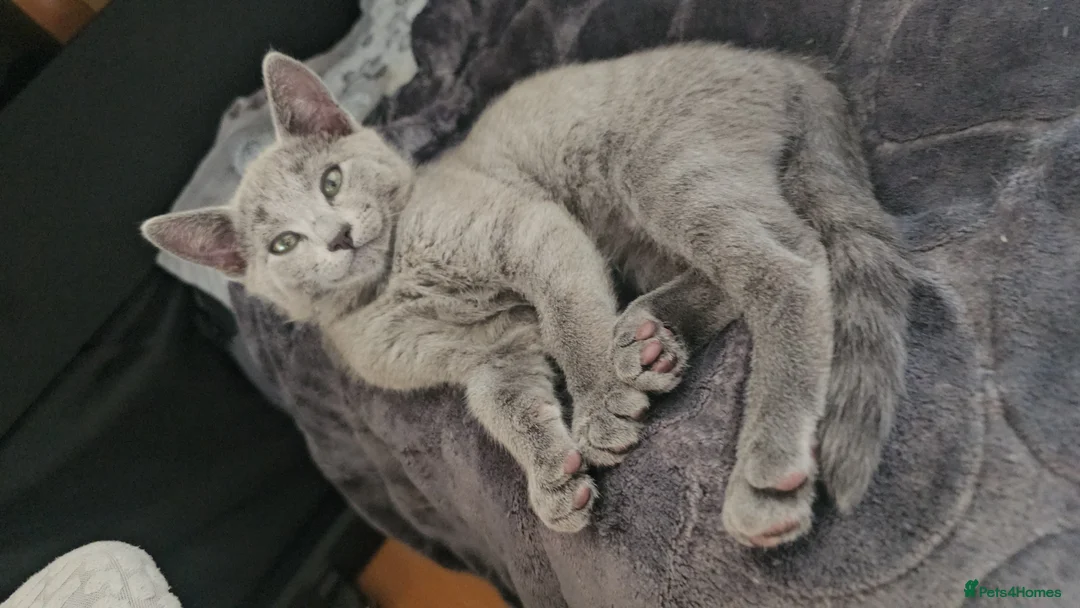 Russian Blue cats for sale: READY! TICA pedigree RUSSIAN BLUE stunning kittens - Advert 2