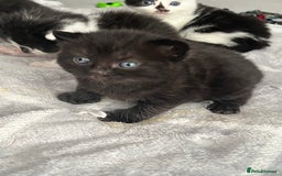 British Shorthair cats for sale: British shorthair/ tuexedo kittens  - Image 13