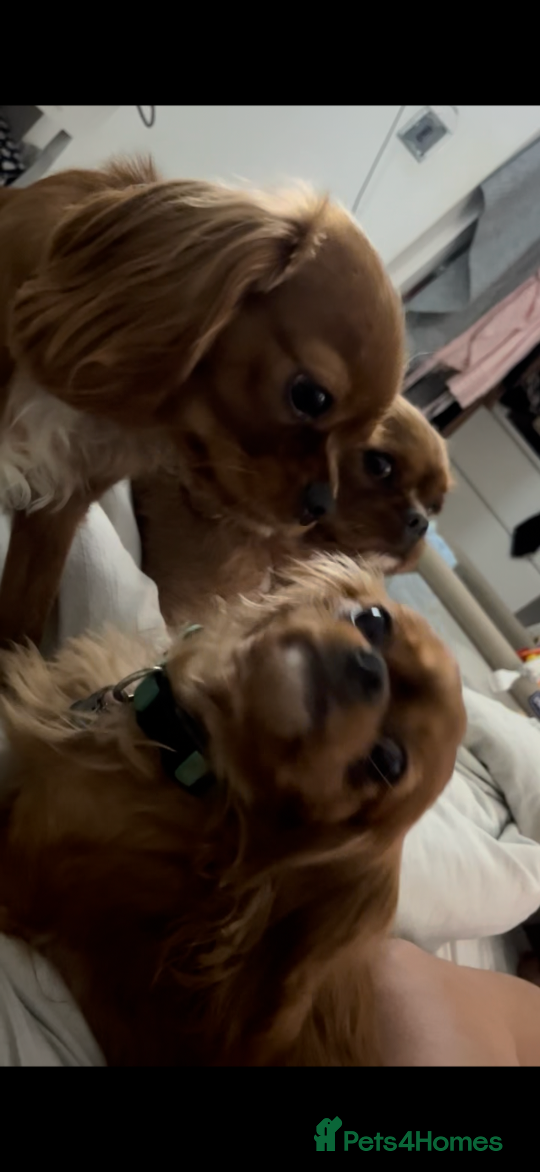 Cavalier King Charles Spaniel dogs for sale: beautiful ruby king charles cavalier  - Image 11
