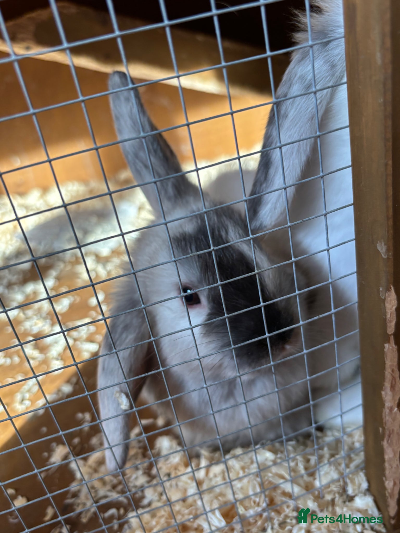 Mini Lop rabbits 2 female mini lops  - Advert 2