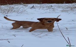 Labrador Retriever dogs for stud: Fox red Labrador for stud  - Image 8