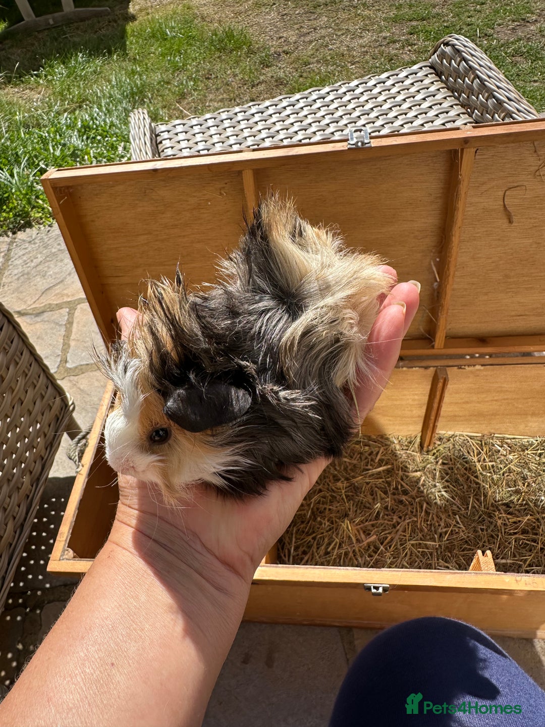 Guinea Pig rodents for sale: Funky haired male guinea pigs. - Image 11