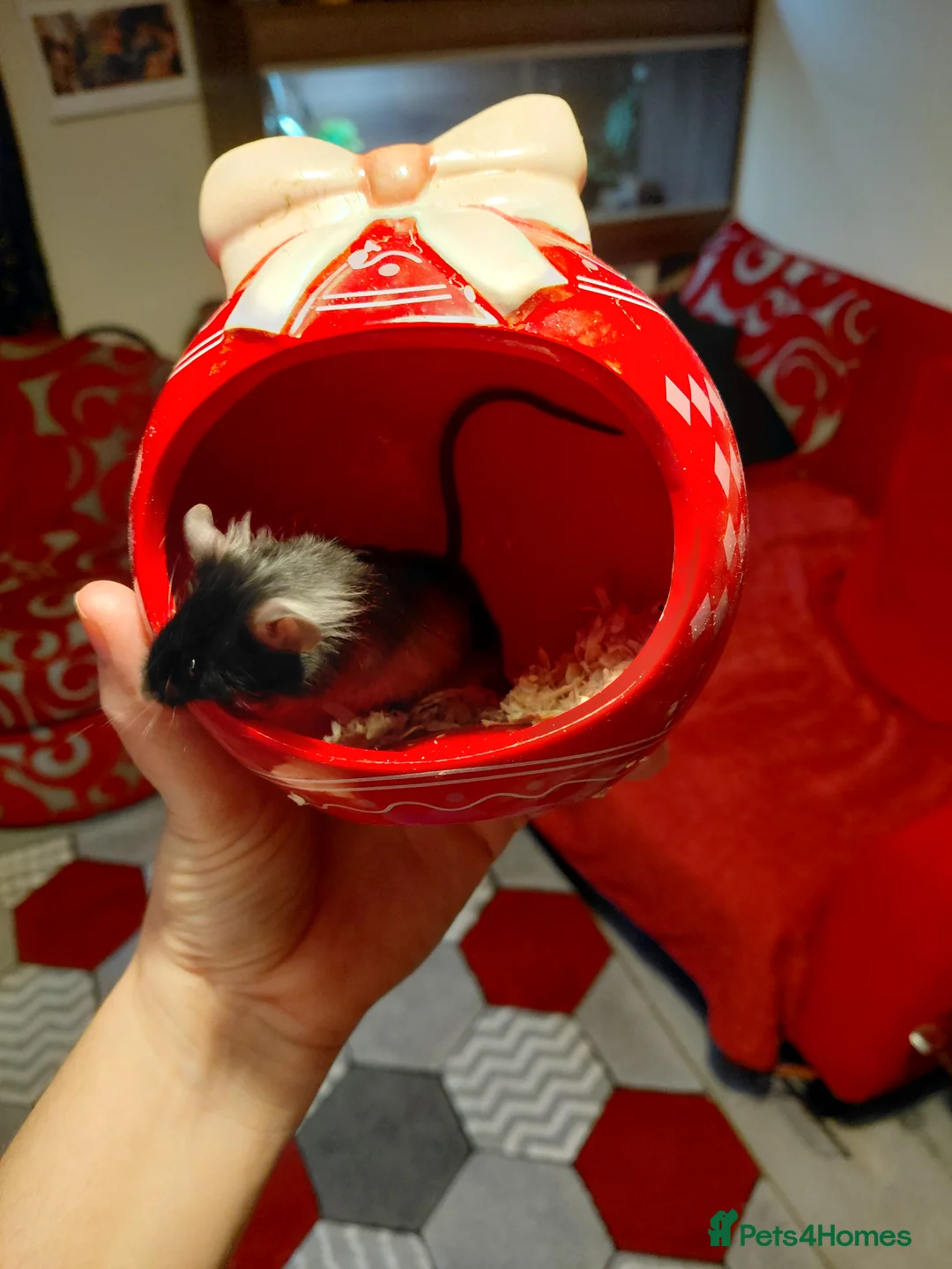 Mouse rodents for sale: Two male mice - Advert 9