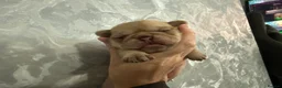 Pug dogs for sale: pedigree pug puppy’s  - Advert 15