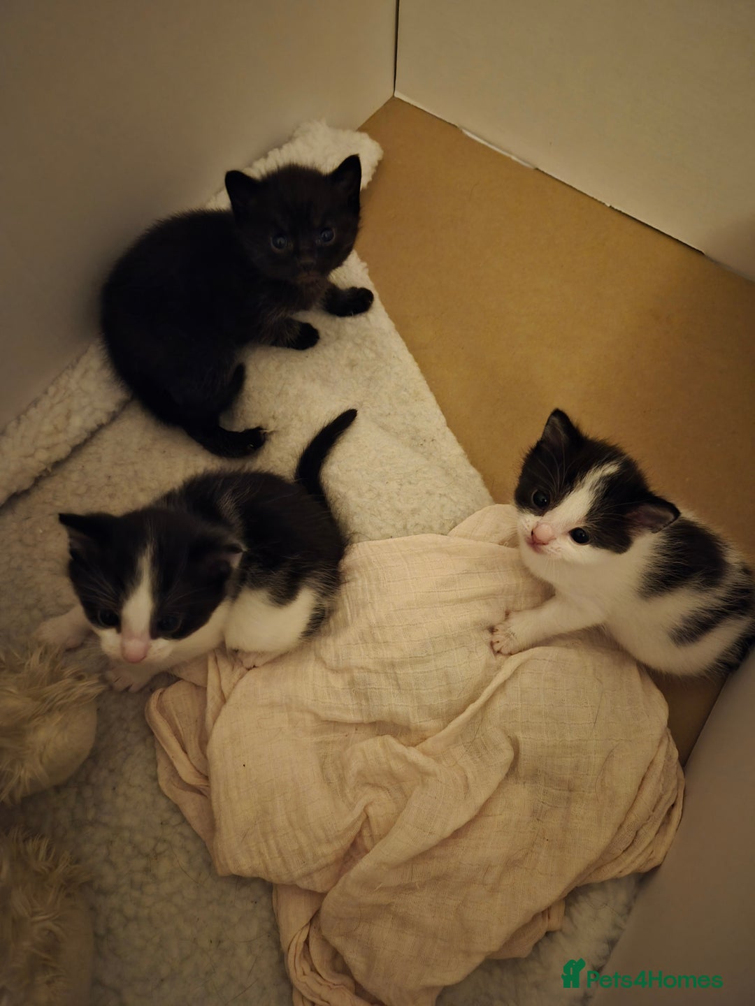 Domestic Shorthair cats for sale: Kittens - Advert 3