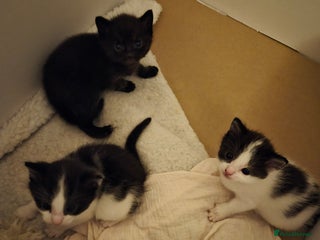 Domestic Shorthair cats Kittens - Advert 11